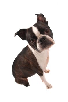 Purebred Boston Terrier Dog Sitting on a White Background