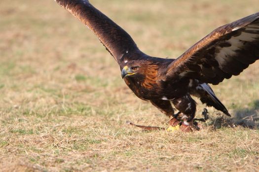 Golden Eagle