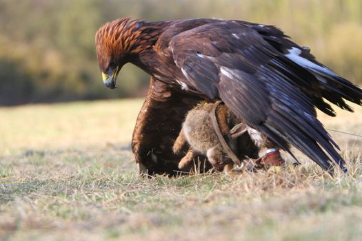 Golden Eagle with prey