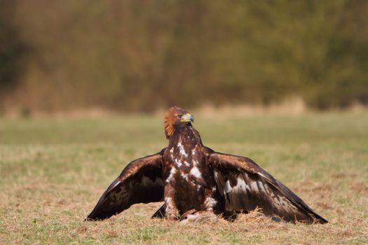Golden Eagle with prey