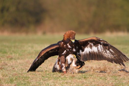 Golden Eagle with prey