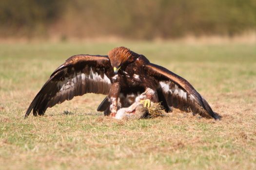 Golden Eagle with prey