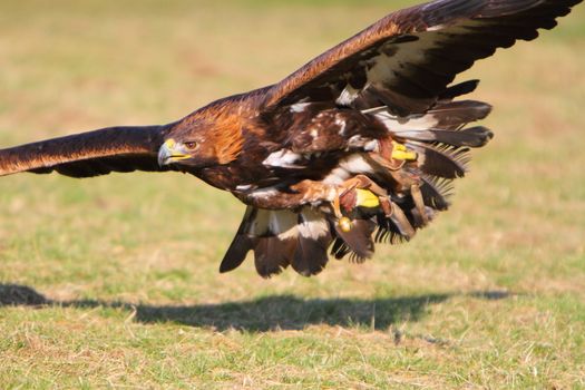 Golden Eagle in flight