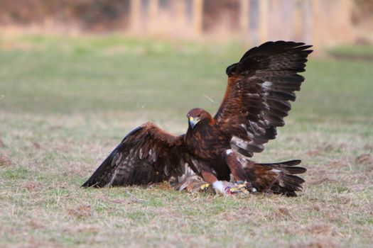 Golden Eagle with prey