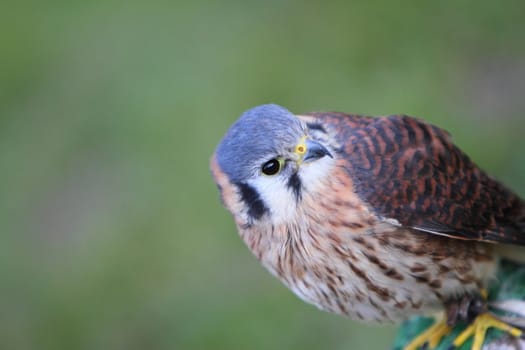 American kestrel