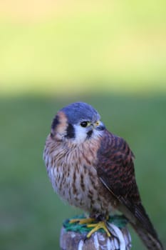 American kestrel