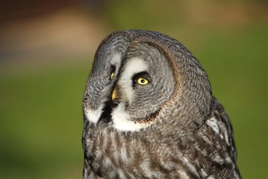 great gray owl