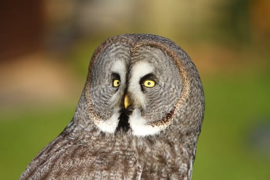 Great grey owl