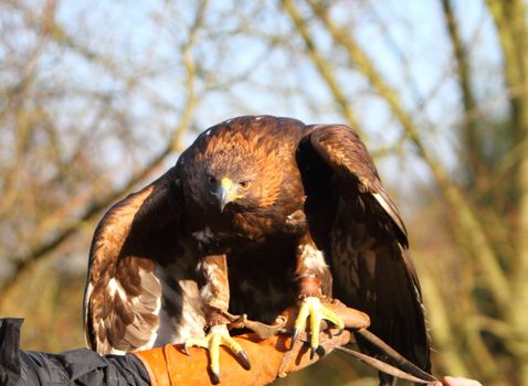 Golden Eagle on a falconer's hand