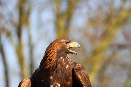 Golden Eagle calling