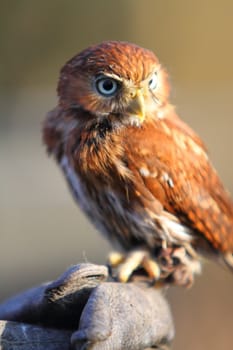 Pygmy owl