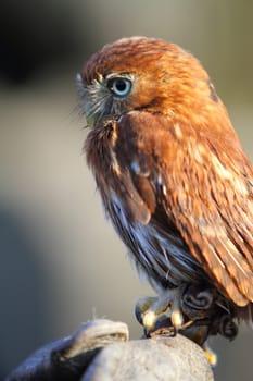 Pygmy owl