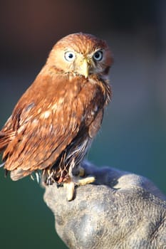 Back of a pygmy owl