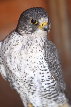 gyr falcon