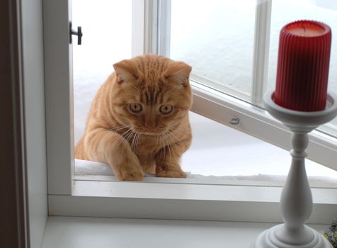 Cat climbing in window