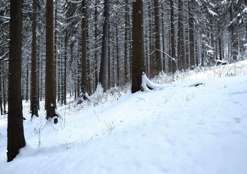 still in winter forest clearing trees from the snowy spruce