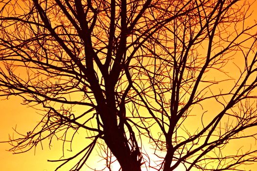branched tree the branches with a fiery orange sky