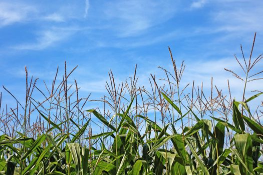 Maize field and beautiful sky. Good as background or backdrop.