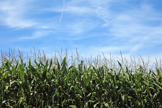 Maize field and beautiful sky. Good as background or backdrop.