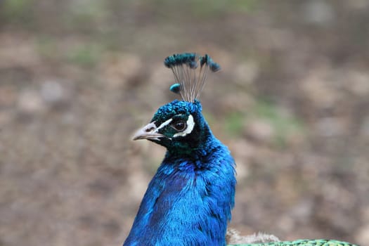 Peacock