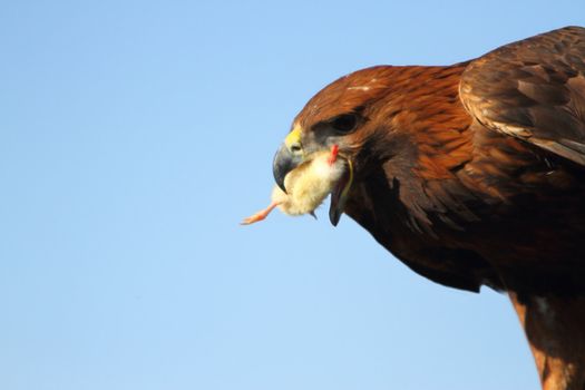 golden eagle with chick