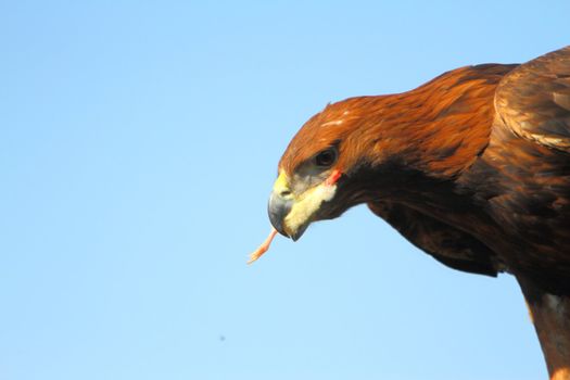 golden eagle with chick