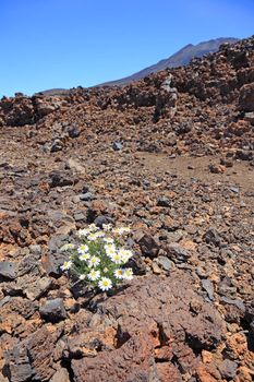 Canarian camomile among volcanic stones, El Teide volcano, Tenerife.