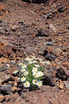 Lonely camomile in volcaninc desert, El Teide, Tenerife.