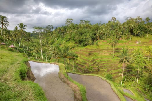 Dramatic sky above palm terraces, Bali, Indonesia High dynamic range shot.