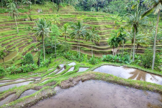 Balinese rice terraces landscape, Indonesia. High dynamic range photography.