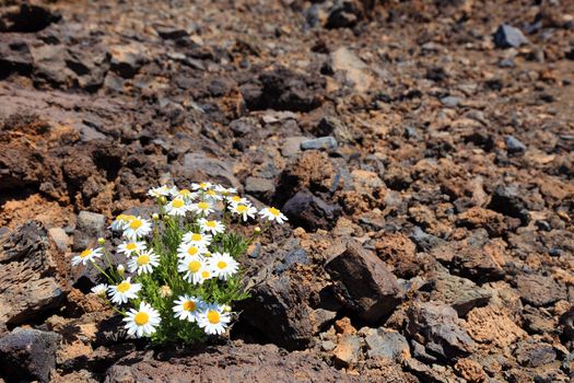 Lonely flower in arid climate of stone volcanic desert, El Teide, Tenerife.