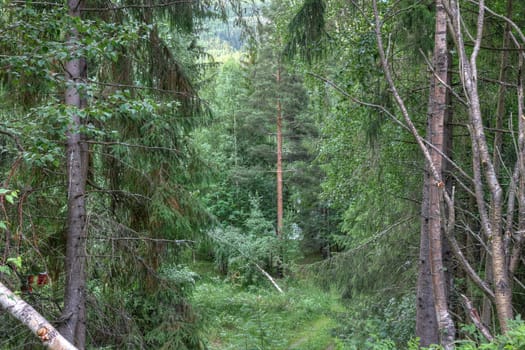 Mysterios norwegian forest landscape, Europe.
