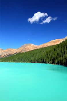 Bright waters of Peyto Lake at Banff National Park in Canada.