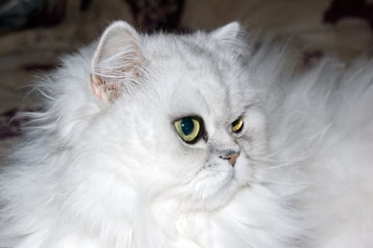 A white persian cat close-up