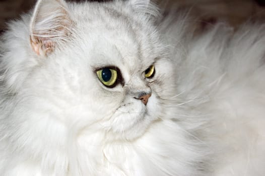 A white persian cat close-up
