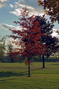 Red leaves on green grass at sunset