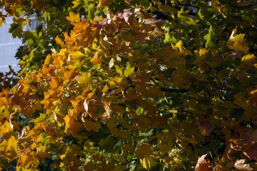 Fall's colorful tree in park. Toronto
