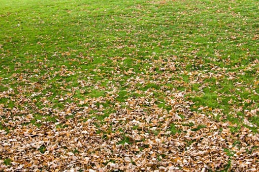 Yellow dry Leaves in the green grass