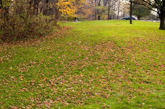 Yellow dry Leaves in the green grass