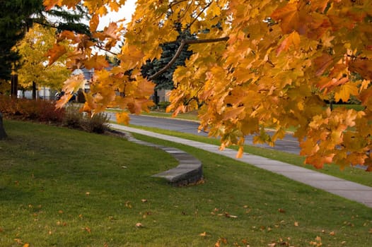 Fall's colorful tree in park. Toronto
