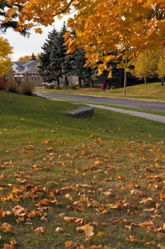 Fall's colorful tree around the street. Toronto