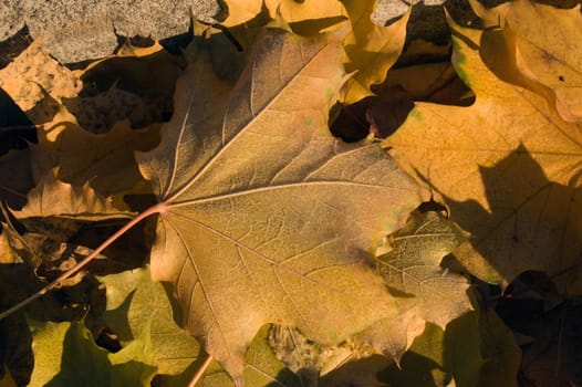 Yellow dry Leaves in the frost