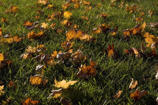 Yellow dry Leaves in the frost