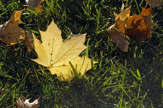 Dry yellow leaves on the green grass in sunrise light.
