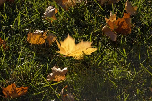 Yellow dry Leaves on the green grass background