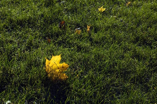 Yellow dry Leaves in the frost