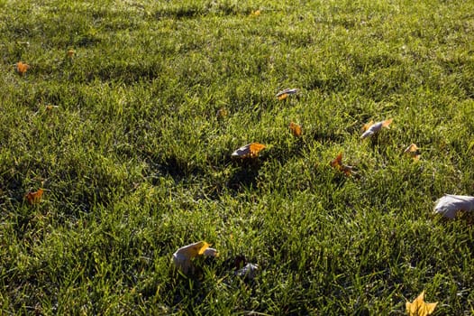 Yellow dry Leaves and grass in the frost