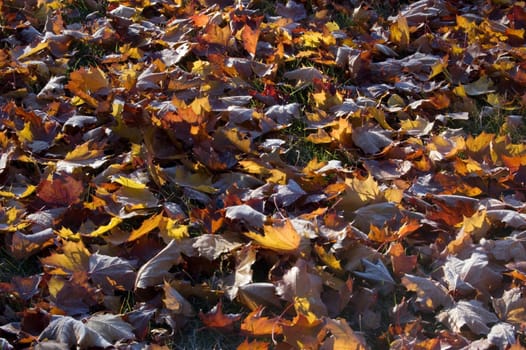 Leaves in the frost in sunlite