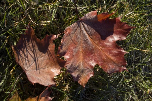 Leaves in the frost
