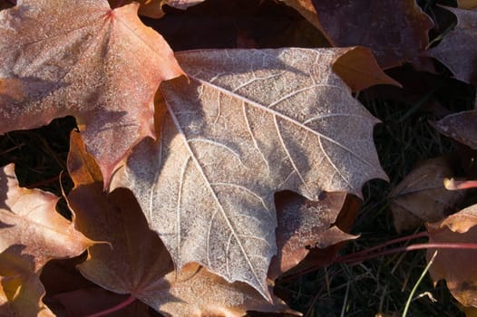 Leaves in the frost at sunrise
